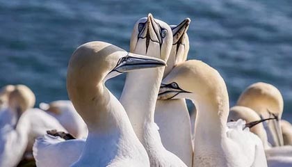 开云体育下载入口-摩纳哥后防线再添新分，球队稳扎稳打期待更上一层楼，摩纳哥球队是哪个国家