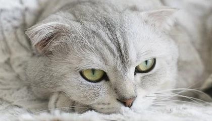 开云官网-克罗地亚不敌对手，欧洲杯资格悬着，欧洲杯 克罗地亚